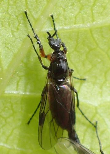 Réf. 204 459 : Dilophus antipedalis